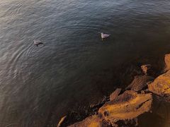 -台场海滨公园船码头