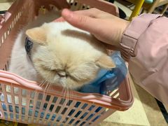 -猫色咖啡·猫咖