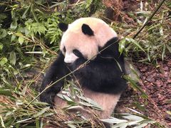 -都江堰中华大熊猫苑
