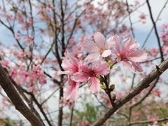 -中国科学院华南植物园