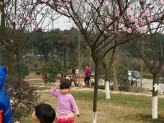 -铁山坪森林公园