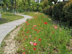 -上海长兴岛郊野公园