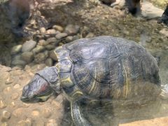 -上海大自然野生昆虫馆