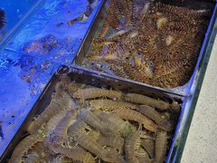 -77号渔船·蒸海鲜青岛菜(积米崖店)