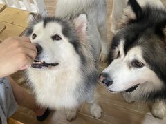 -李小姐の猫咖啡馆(五角场店)