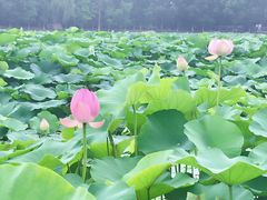 -荷塘月色湿地公园·向阳花洲