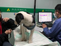-半岛宠物医院24小时(科华中路店)