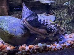 -上海海洋水族馆