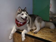 -Husky Go! 哈士奇体验馆·宠物咖啡厅狗咖