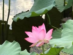 -荔湾湖公园