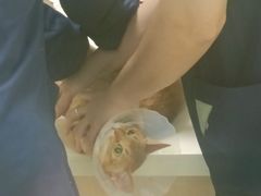 -全心全意连锁动物医院·微创中心·内科急重症·心脏专科(丰管路店)