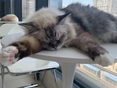 -怪兽屋·羊驼·猫咖·狗咖(俊华广场店)