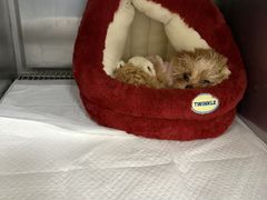 -汪喵宠物医院·骨科心脏影像·犬猫急重症ICU诊疗中心(成华分院)