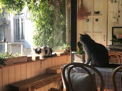 -海边的猫和咖啡馆