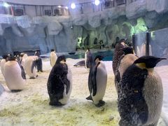 -帝企鹅自助餐厅•儿童岛•真企鹅(长隆企鹅酒店)