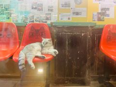 -猫咪博物馆(顶澳仔猫街店)
