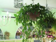 -Jo's Garden