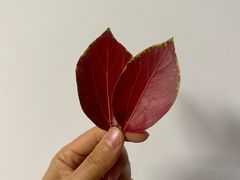 -杨小姐的甜品店(青白江店)