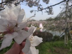 -桃花堤公园