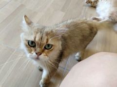 -唐小姐の私宠·宠物洗护美容·撸猫馆·购宠(周浦万达旗舰店)