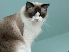 -怪兽屋·羊驼·猫咖·狗咖(俊华广场店)