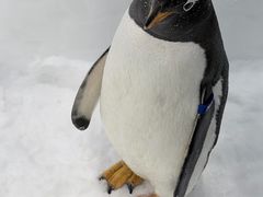 -广州热雪奇迹