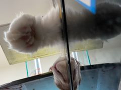-三花喵·撸猫购宠·宠物生活馆(虹桥南丰城店)
