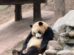 -都江堰中华大熊猫苑