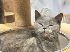 -楼上猫咖(罗湖店)