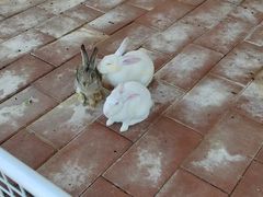 -厦门悦华酒店·绿庭主题自助餐厅