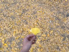 -森林公园(尖草坪区)