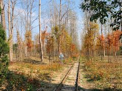 -合肥滨湖国家森林公园