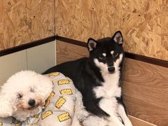 -和它·交个朋友·狗咖猫咖(爱琴海店)