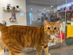 -楼上猫咖(罗湖店)