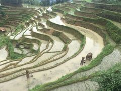 -紫鹊界梯田景区