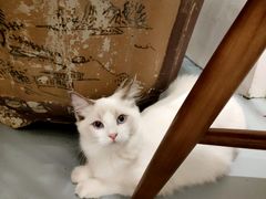 -猫友咖啡店(玉林西路店)