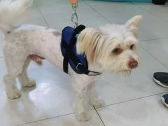 -翊宠yipet猫狗购宠庄园犬舍•猫舍