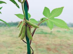 -盘龙城国家考古遗址公园
