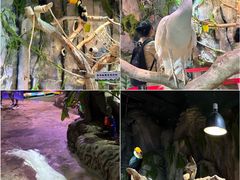 -正佳雨林生态植物园
