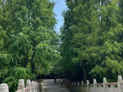 -上海海湾国家森林公园