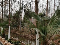 -合肥滨湖国家森林公园