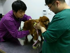 -爱侣宠医·鹦鹉专科·小型哺乳类·异宠专科(灵石路店)