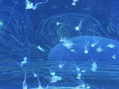 -欢乐海岸海洋奇梦馆