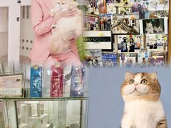-青奢宠物·青奢猫舍