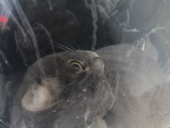 -艾贝尔宠物医院 ·内科全科(梁溪路店)