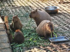 -合肥野生动物园