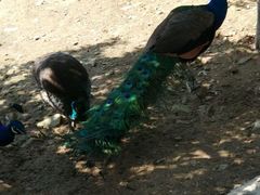 -泉州海丝野生动物世界