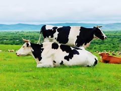 -呼和诺尔旅游景区