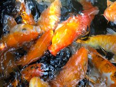 -上海大自然野生昆虫馆(东方明珠·爬宠昆虫探索中心)