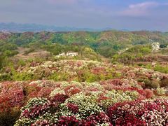 -贵州百里杜鹃风景名胜区